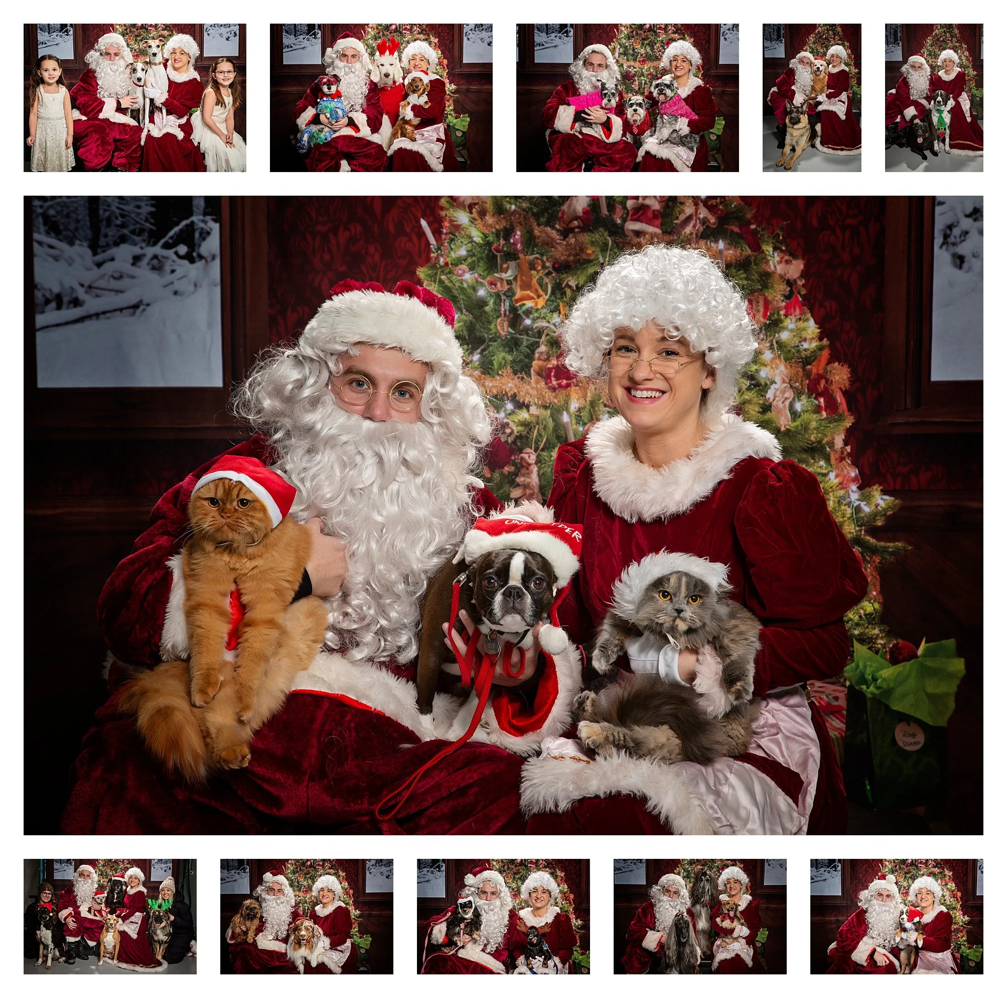 Mr and mrs hot sale claus dog costumes